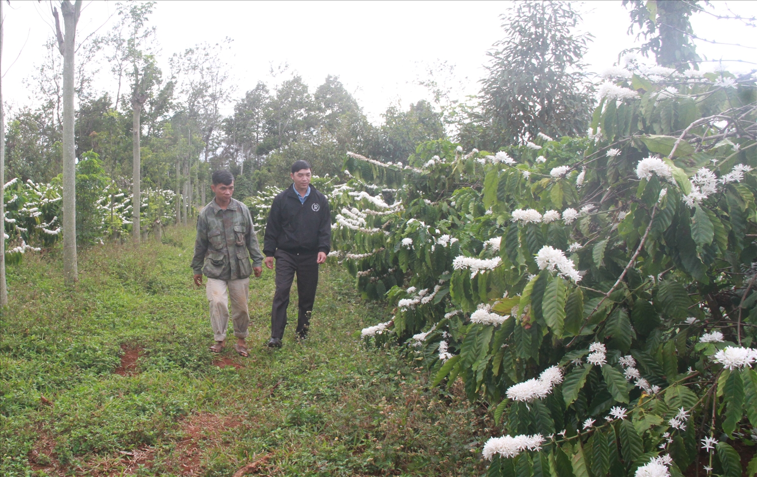 Nông dân trồng cà phê đi thăm vườn, kịp thời chăm sóc cà phê đúng mùa vụ