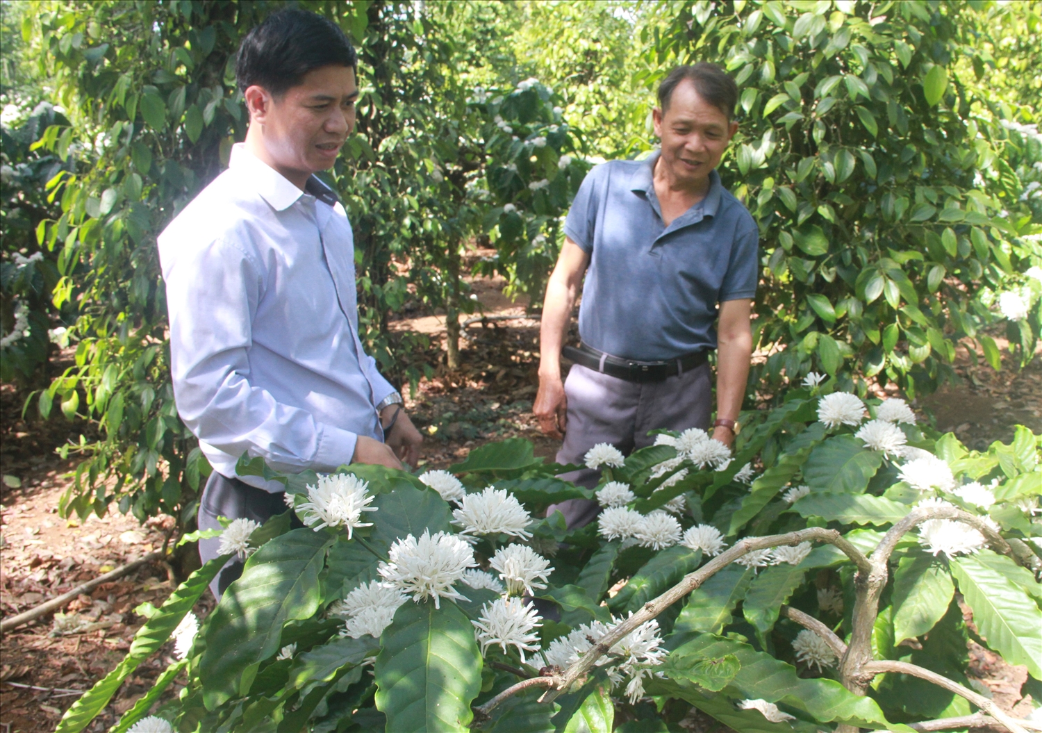 Anh Lê Văn Vương hướng dẫn người dân thu hoạch những bông hoa cà phê không nuôi quả để làm trà