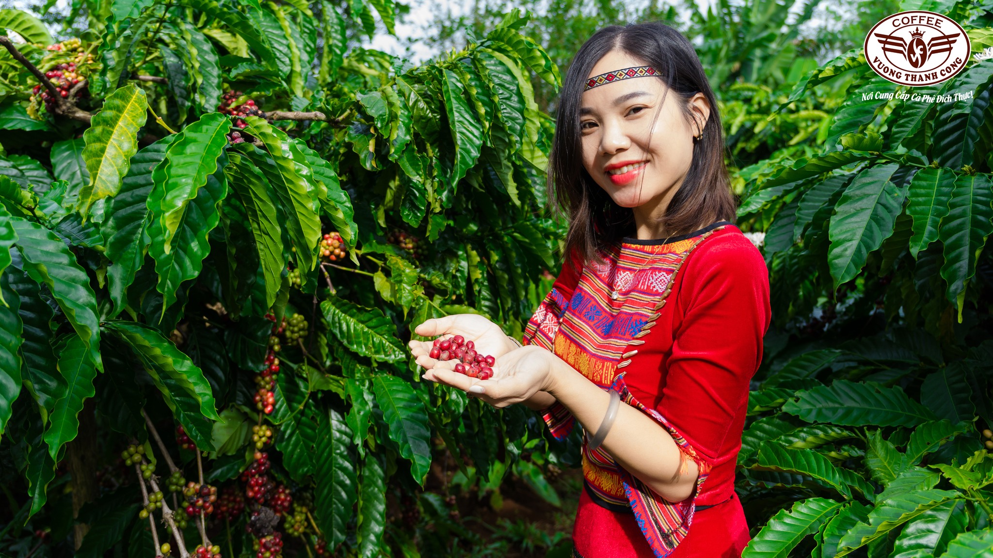 Cà Phê Rang Mộc Tại Vườn Dự Án Cà Phê Của Vương Thành Công