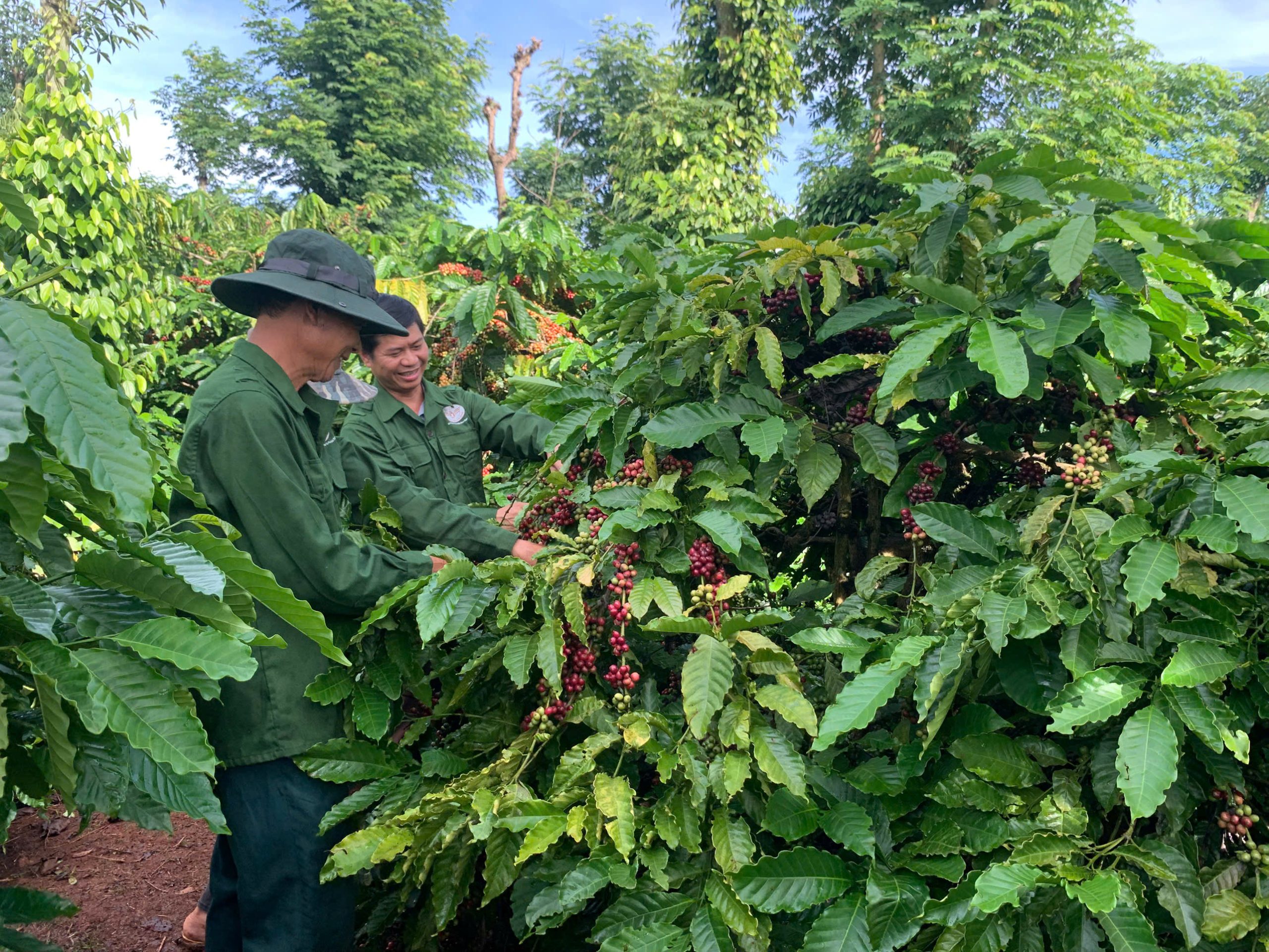 Vườn dự án cà phê của Vương Thành Công