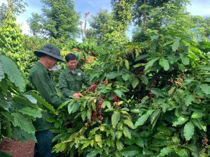 Cà phê hữu cơ Vương Thành Công