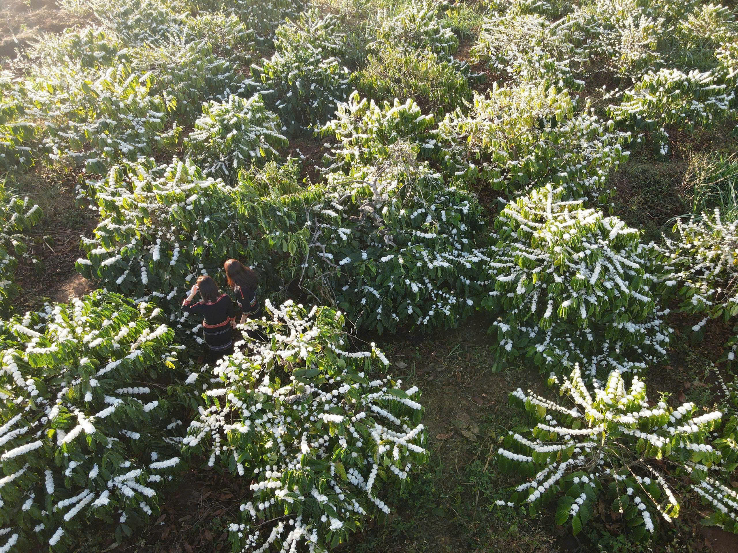 Cà Phê Rang Mộc Tại Vườn Dự Án Cà Phê Của Vương Thành Công