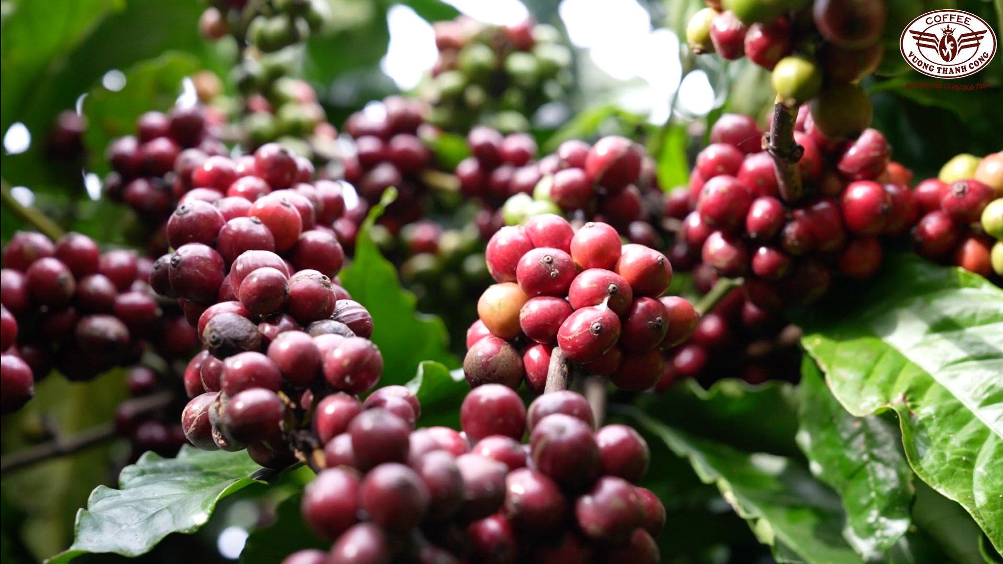 Lợi ích của cà phê