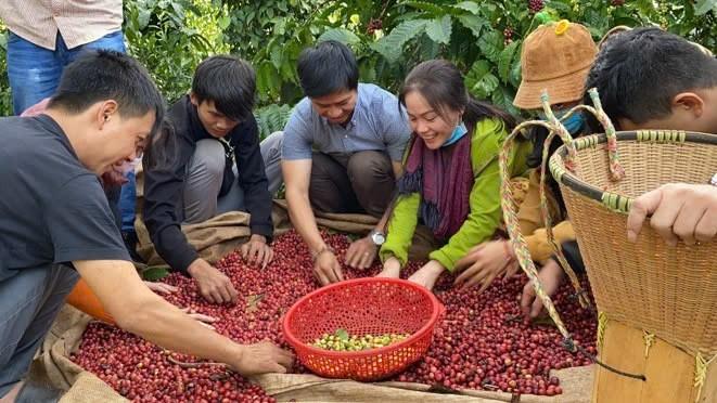 Cà phê được thu hoạch, chọn lọc quả chín đỏ đạt 99%