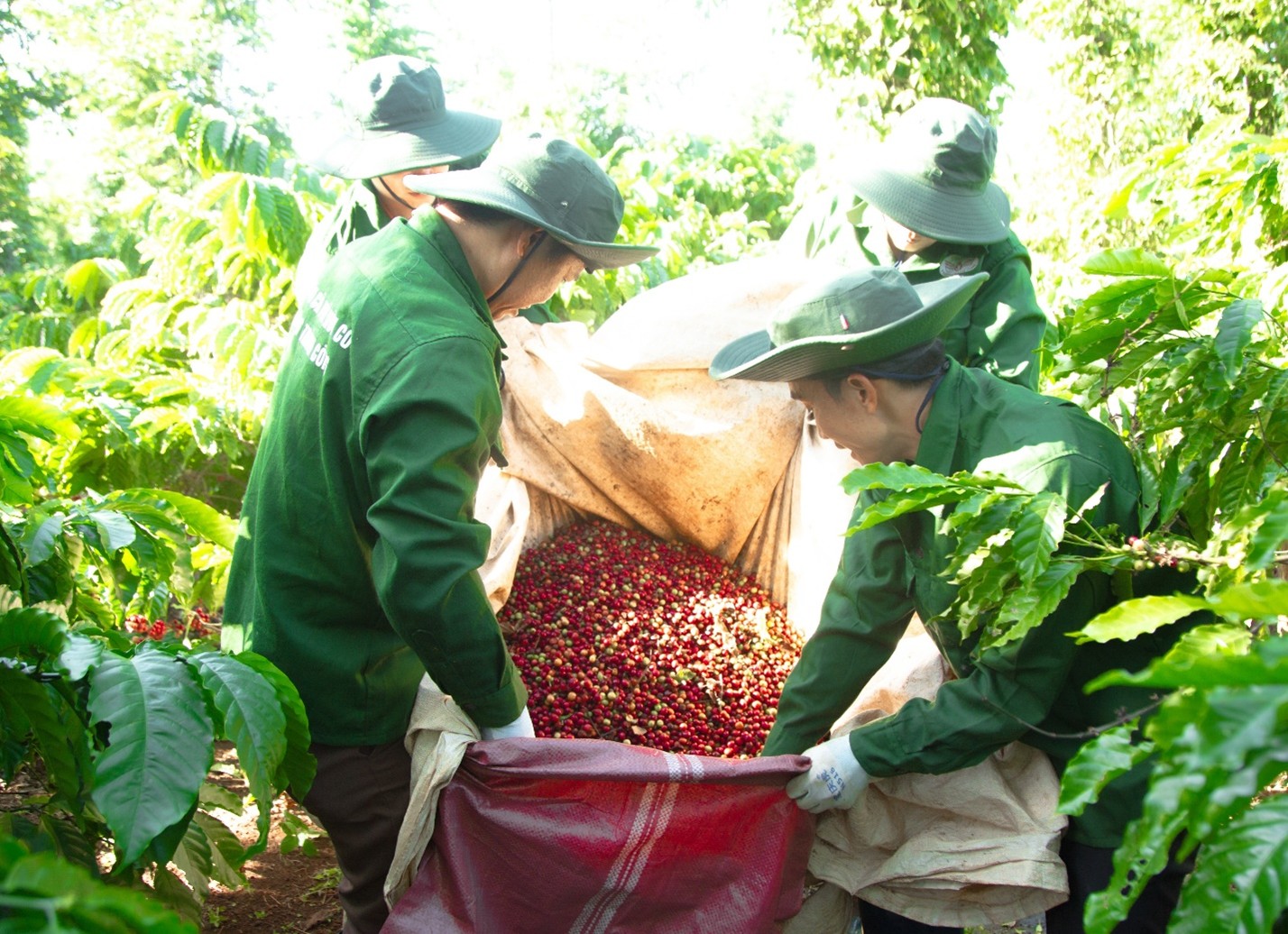 giám đốc đang đi thu hoạch