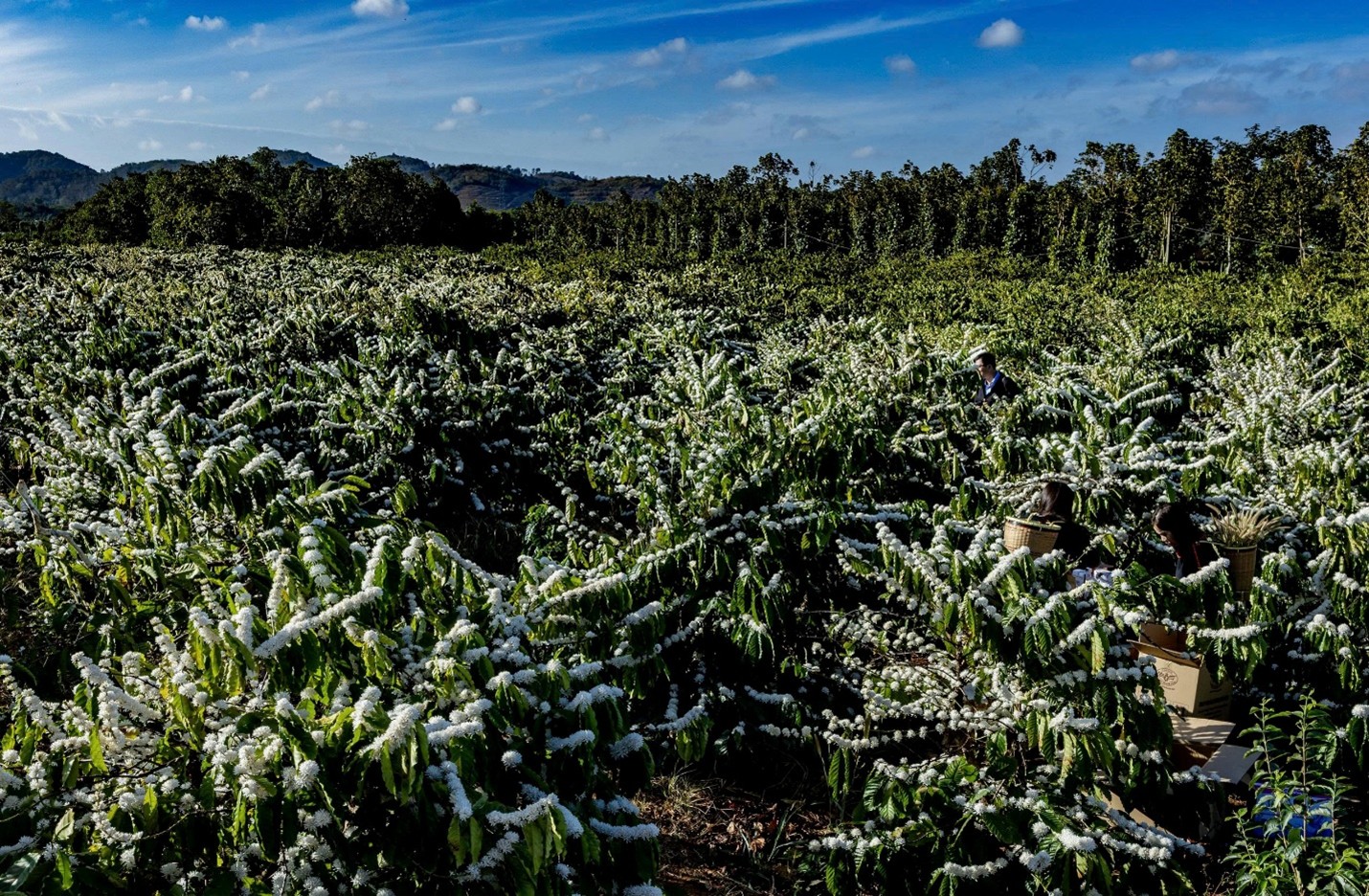 vườn cà phê nở rộ