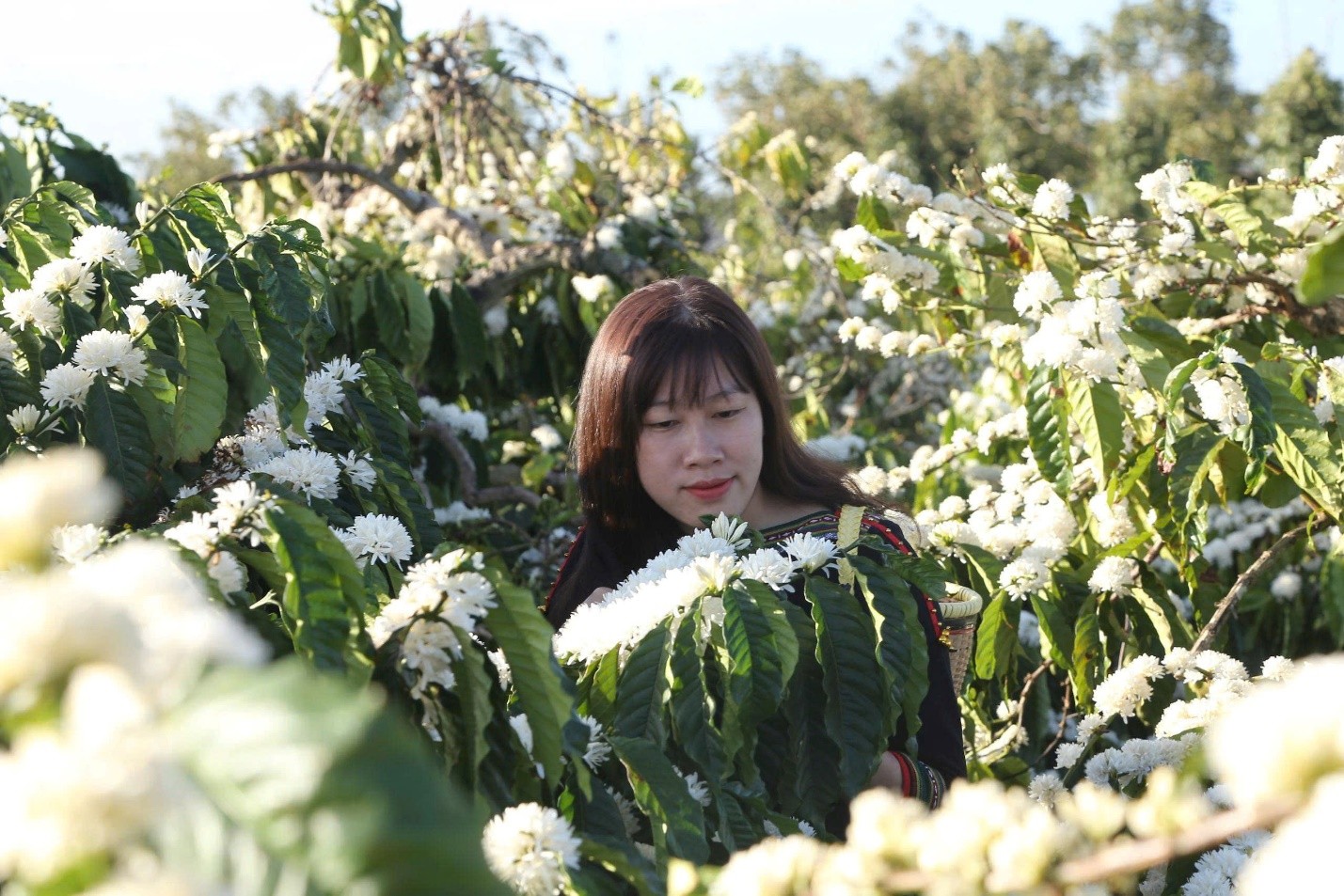 vườn cà phê nở rộ tại xã eakou