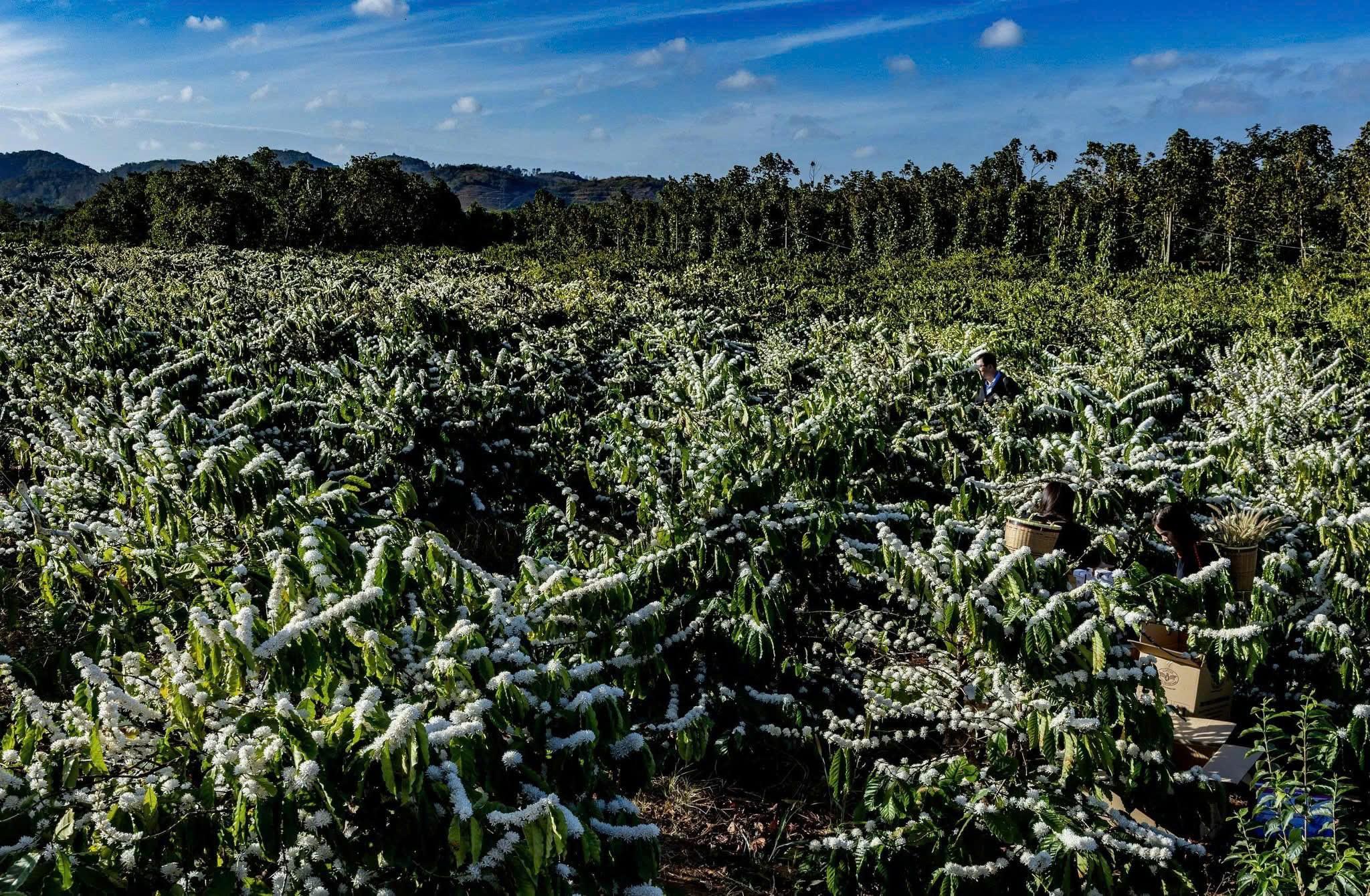Vườn dự án cà phê của Vương Thành Công tại Buôn Ma Thuột